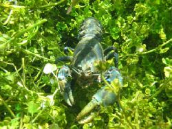 A Freshwater Crayfish, in Ewan Ponds South Australia by Daryl Gabriel 